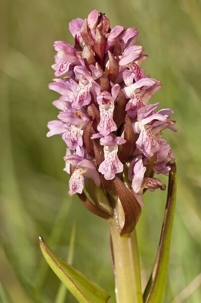 Early marsh orchid - Close up of flower head - North Uist - Outer Hebrides - Scotland