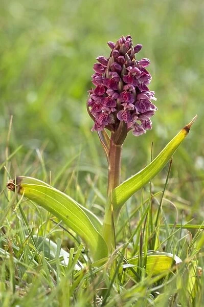 Early Marsh Orchid - North Uist - Outer Hebrides - Scotland