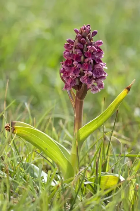 Framed Print : Early Marsh Orchid - North Uist - Outer Hebrides - Scotland Framed Print : Early Marsh Orchid - North Uist - Outer Hebrides - Scotland