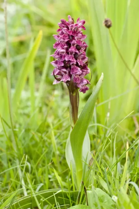 Framed Print : Early Marsh orchid - North Uist - Outer Hebrides - Scotland Framed Print : Early Marsh orchid - North Uist - Outer Hebrides - Scotland