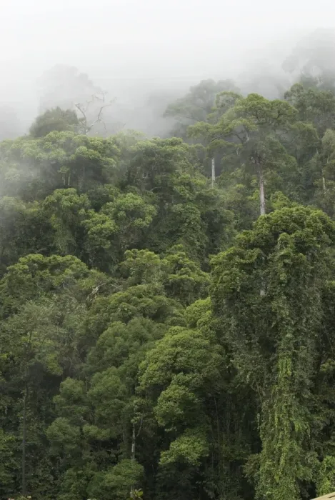 Framed Print : Early morning mist dispersing in rain forest, Danum Valley, Borneo Framed Print : Early morning mist dispersing in rain forest, Danum Valley, Borneo