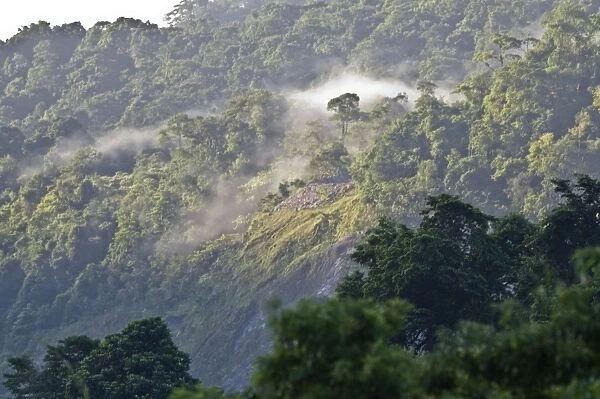 Early morning mist - In forest at Asa Wright Centre - Trinidad