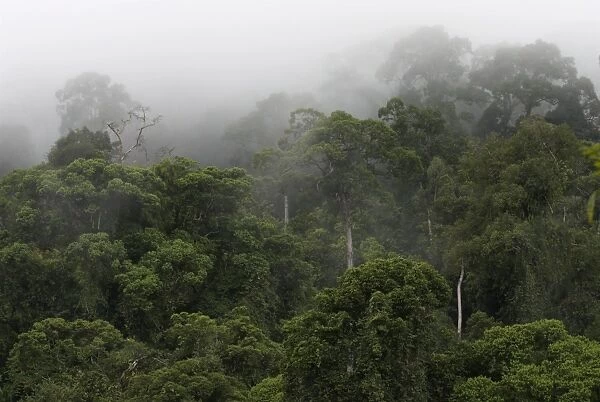 Early morning mist in rain forest at Danum Valley, Borneo