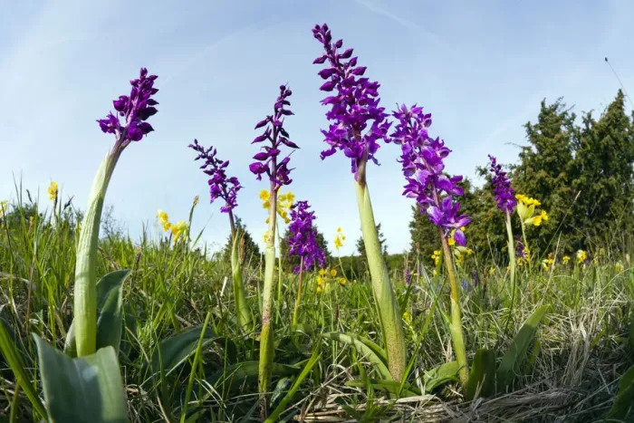 Framed Print : Early Purple Orchids, growing on meadow in nature reserve, taken from a low angle with a wide angle perspective, Hessen, Germany