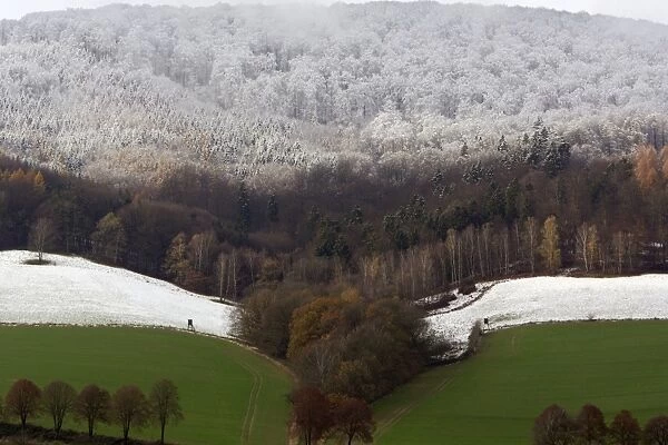 Early Snowfall - Showing snow-line on trees. Late october. Reinhard Forest, North Hessen, Germany