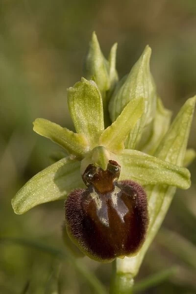 Early spider orchid (Ophrys sphegodes), growing on the Dorset coast