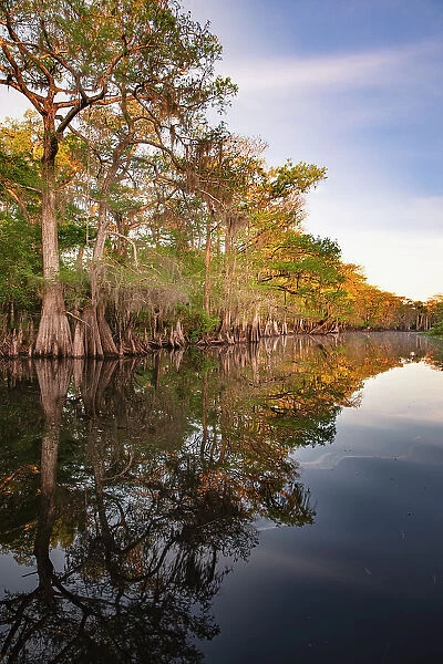 Early spring view of cypress trees reflecting on blackwater area of St. Johns River, central Florida. Date: 12-03-2021
