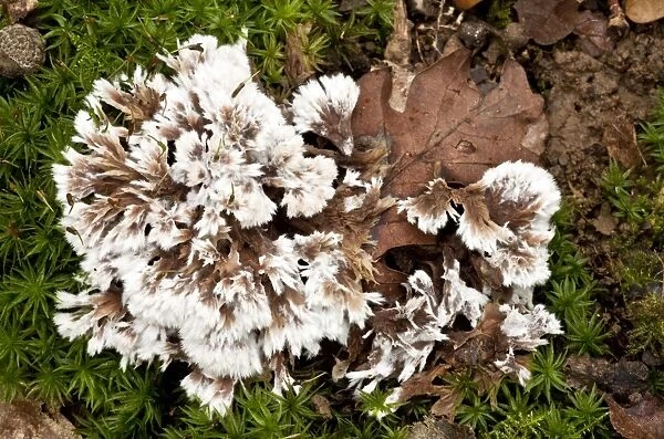 An Earth Fan - on moss - in old woodland - Wiltshire -UK