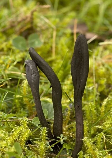 Earth tongues, in old grassland