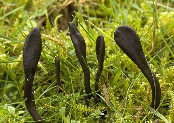 Earth tongues, in old grassland