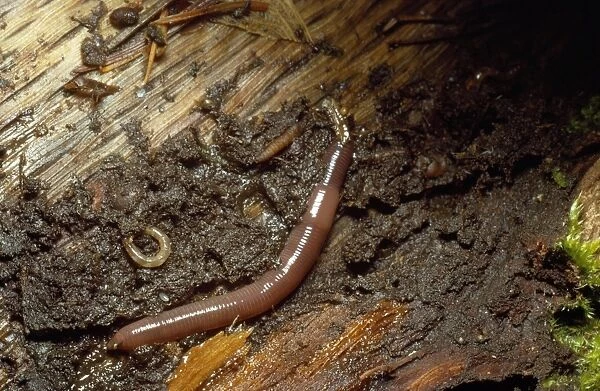 Earthworm. DWG-345. EARTHWORM. Allolobophora caliginosa