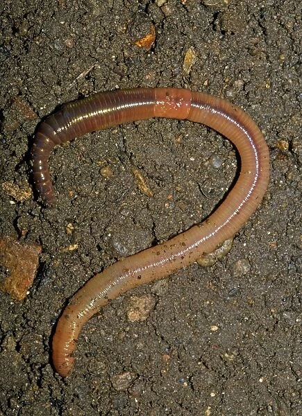 Earthworm. AL-2514. EARTHWORM. Lumbricus terrestris