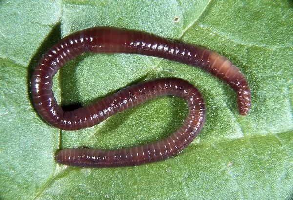 Earthworm. SR-6435. EARTHWORM. Lumbricus terrestris. Sid Roberts.
