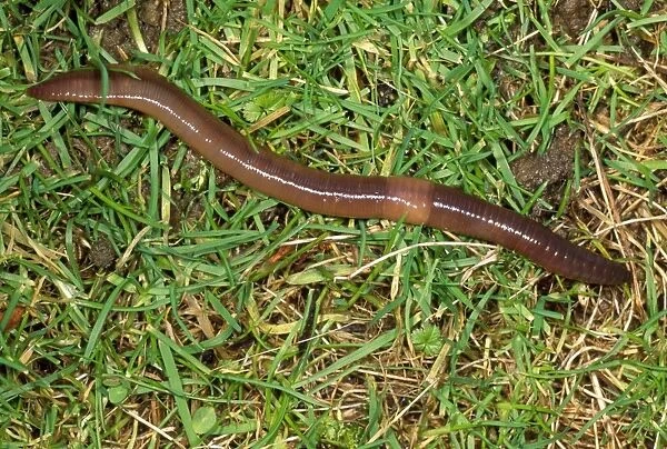 Earthworm - crawling over grass - UK