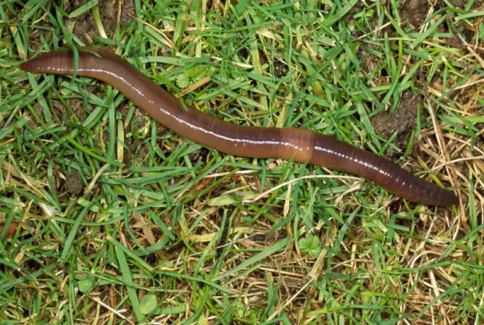 Framed Print : Earthworm - crawling over grass - UK Framed Print : Earthworm - crawling over grass - UK