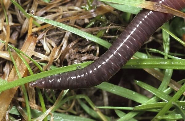 Earthworm - head in close up, UK