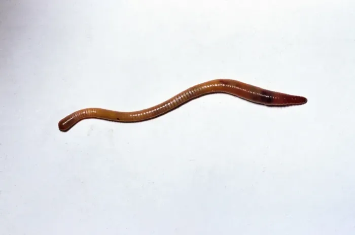 Framed Print : Earthworm Moving forwards on white background Reading garden, UK Framed Print : Earthworm Moving forwards on white background Reading garden, UK
