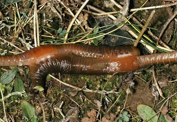 Earthworm - pair mating