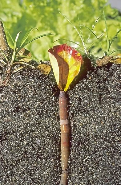 Earthworm pulling leaf down into its burrow KAT01964