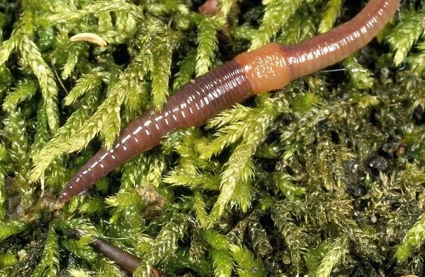 Earthworm - showing clitellum