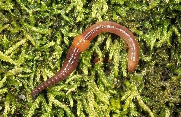 Earthworm UK