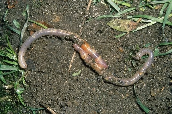 Earthworms - mating