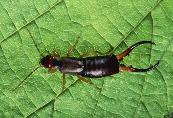 Framed Print : Earwig - Male Europe Framed Print : Earwig - Male Europe