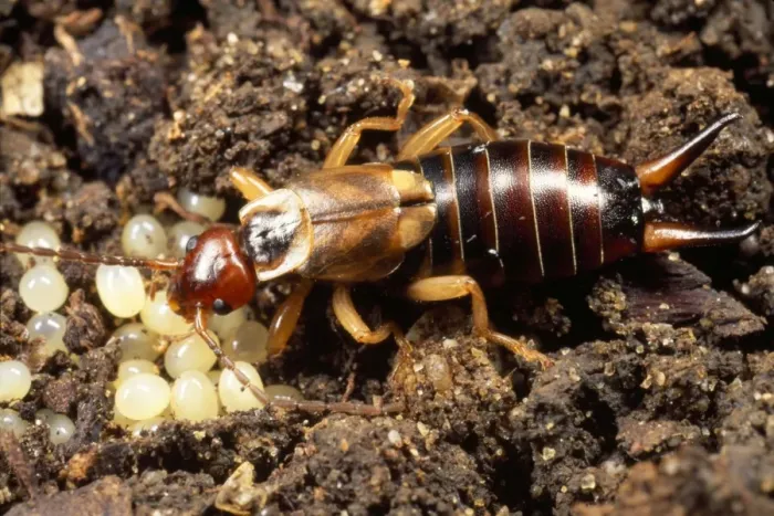 Framed Print : Earwig - tending to her eggs - UK Framed Print : Earwig - tending to her eggs - UK