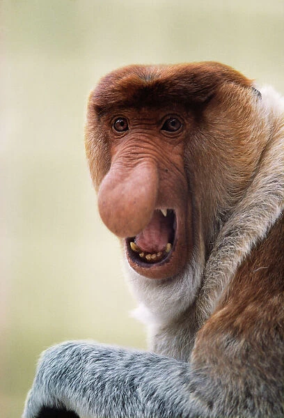 East Bornean Proboscis Monkey