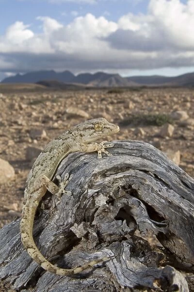 East Canary Gecko - in habitat - Fuerteventura - Canary Islands