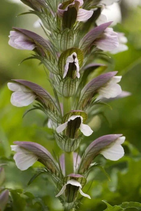 Framed Print : An east european bear's breeches (Acanthus hungaricus). Hungary Framed Print : An east european bear's breeches (Acanthus hungaricus). Hungary