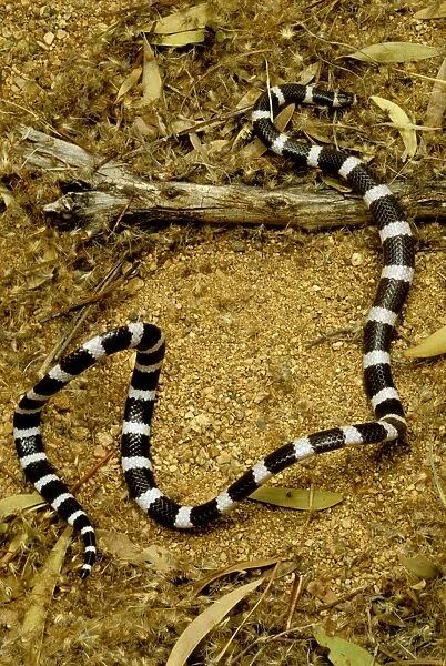 Eastern bandy-bandy - ‘looping in alarm, a nocturnal burrowing snake, Western New South Wales, Australia JPF45686