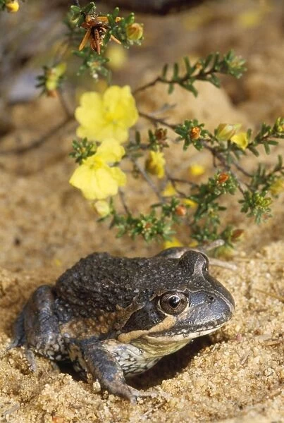 Eastern Banjo  /  Dumeril's Frog - burrowing in sand Australia
