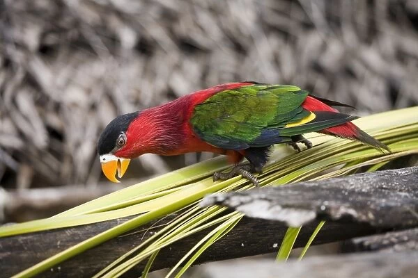 Eastern Black-capped Lory In Panapompom village southeastern Papua New Guinea