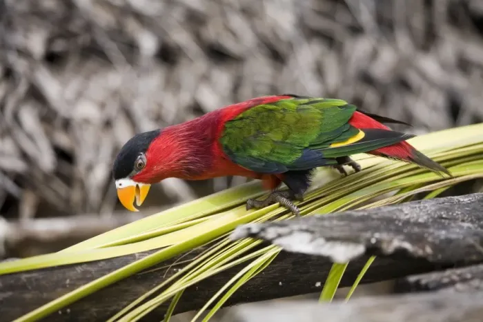 Framed Print : Eastern Black-capped Lory In Panapompom village southeastern Papua New Guinea Framed Print : Eastern Black-capped Lory In Panapompom village southeastern Papua New Guinea