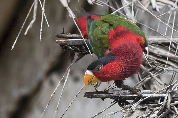 Eastern Black-capped  /  Purple-bellied Lory In Panapompom village southeastern Papua New Guinea