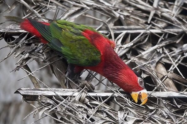 Eastern Black-capped  /  Purple-bellied Lory In Panapompom village southeastern Papua New Guinea