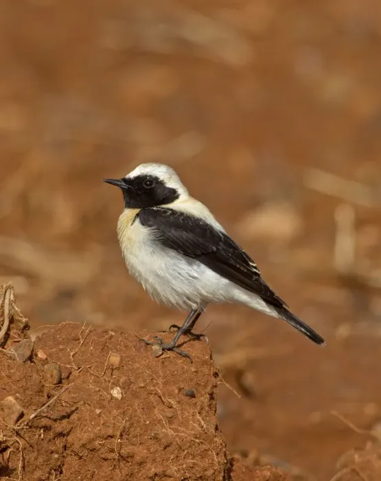 Framed Print : Eastern Black-eared Wheatear - male - Cyprus - April Framed Print : Eastern Black-eared Wheatear - male - Cyprus - April