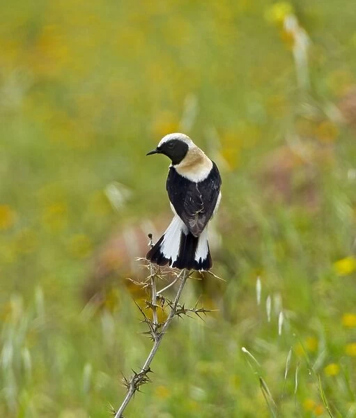 Eastern Black-eared Wheatear - male perched with tail spread - Cyprus - April