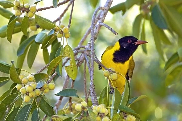 Eastern Black-headed Oriole - attracted to ripening wild figs - Eastern and southern Africa - Satara - Kruger National Park - South Africa