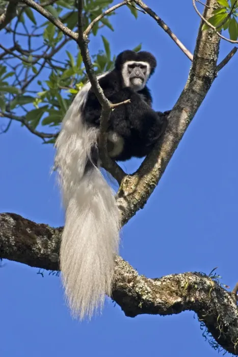 Framed Print : Eastern Black & White Colobus Monkey, adult male, Arusha National Park, Tanzania, Africa Framed Print : Eastern Black & White Colobus Monkey, adult male, Arusha National Park, Tanzania, Africa