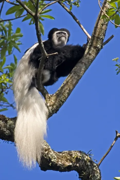 Framed Print : Eastern Black & White Colobus Monkey, adult male, Arusha National Park, Tanzania, Africa Framed Print : Eastern Black & White Colobus Monkey, adult male, Arusha National Park, Tanzania, Africa