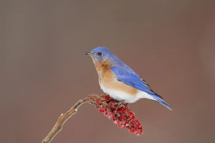 Framed Print : Eastern Bluebird - adult male - February - Connecticut - USA Framed Print : Eastern Bluebird - adult male - February - Connecticut - USA