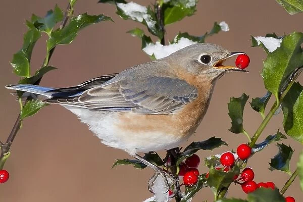 Eastern Bluebird - female eating holly berries in winter. January in Connecticut, USA
