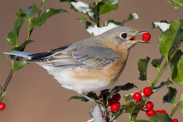 Framed Print : Eastern Bluebird - female eating holly berries in winter. January in Connecticut, USA Framed Print : Eastern Bluebird - female eating holly berries in winter. January in Connecticut, USA