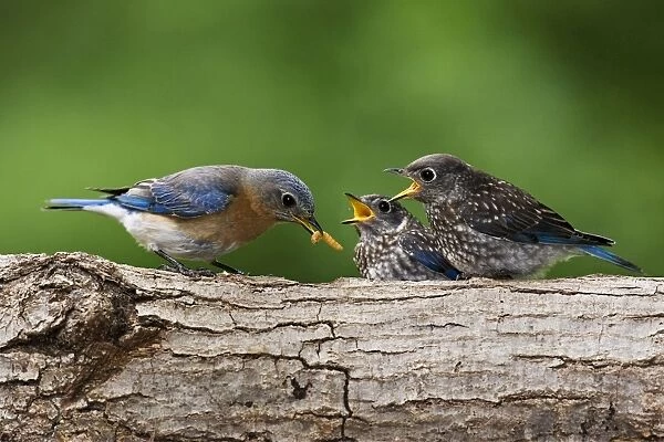 Eastern Bluebird - female feeding youngsters, June, Hamden, CT, USA