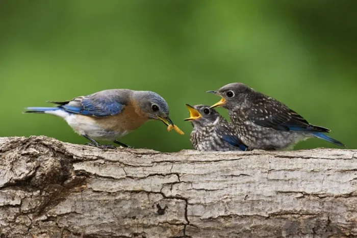 Framed Print : Eastern Bluebird - female feeding youngsters, June, Hamden, CT, USA Framed Print : Eastern Bluebird - female feeding youngsters, June, Hamden, CT, USA