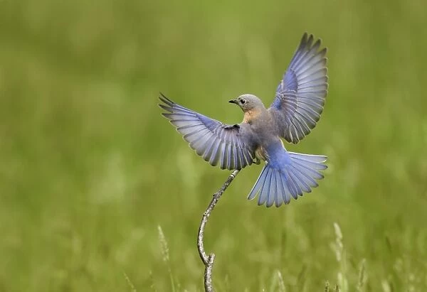Eastern Bluebird female in flight. Hamden CT, USA