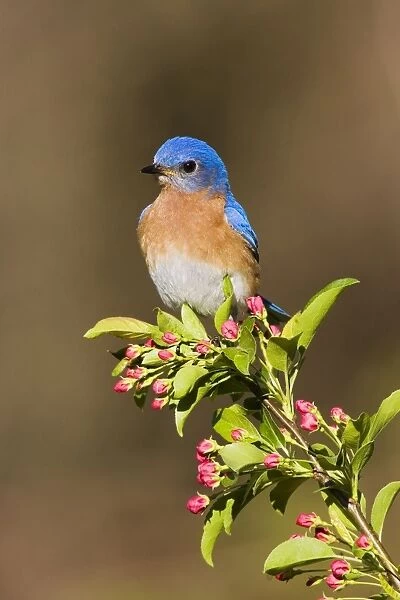 Eastern Bluebird Hamden, Connecticut, USA
