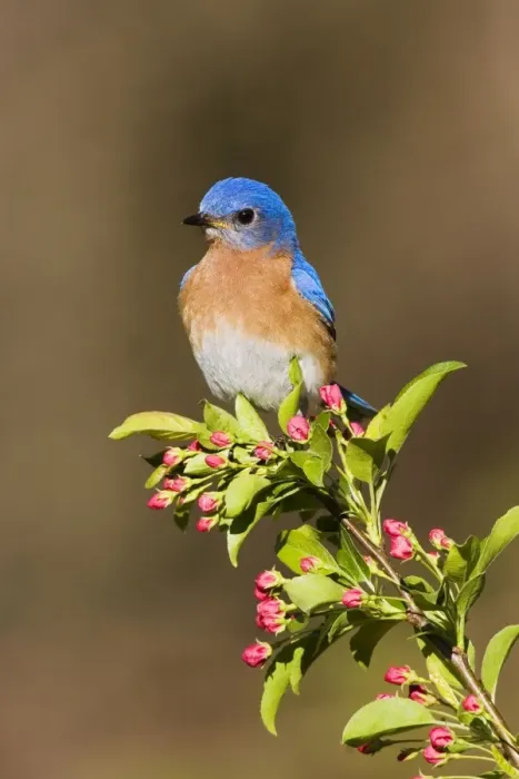 Framed Print : Eastern Bluebird Hamden, Connecticut, USA Framed Print : Eastern Bluebird Hamden, Connecticut, USA
